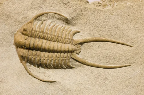 Fossiler Trilobit mit Dornen — Stockfoto