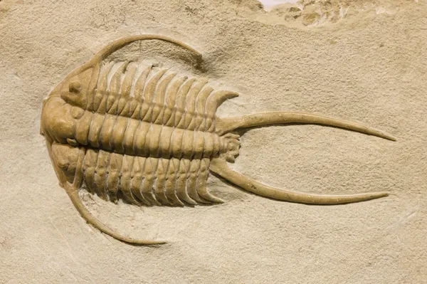 Trilobiet fossiele met doornen Rechtenvrije Stockafbeeldingen