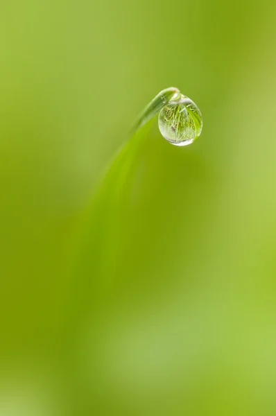 Rocío gota en la punta de una hoja de hierba — Foto de Stock