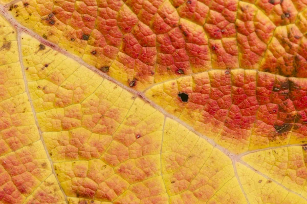 Detail of a fallen leaf — Stock Photo, Image