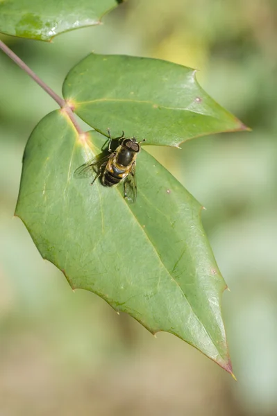 Bee-achtige vliegen — Stockfoto