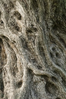 zeytin ağacının gövde