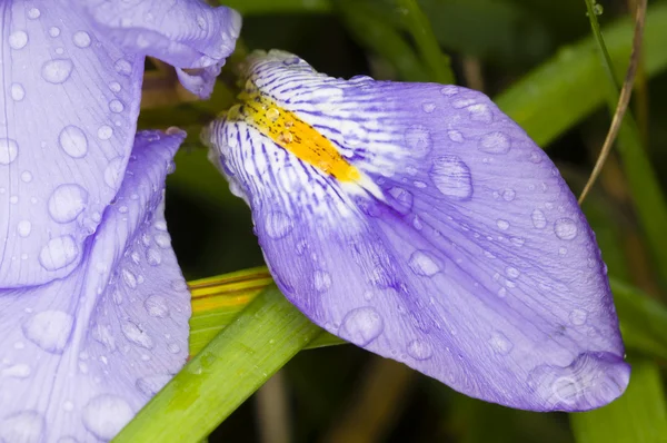 Iris pétalos de flores con gotas de rocío — Foto de Stock