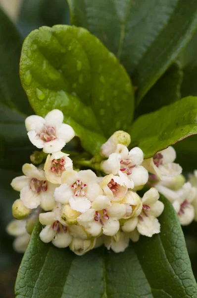 Pequenas flores brancas em plena flor — Fotografia de Stock