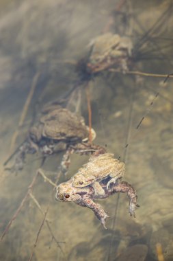 Kurbağalar suda, bufo bufo