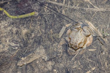 çiftleşme toads kamuflaj