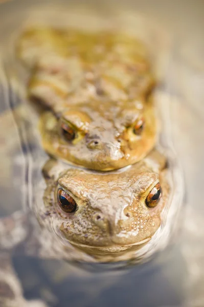 Toads in water, Bufo bufo — Stock Photo, Image
