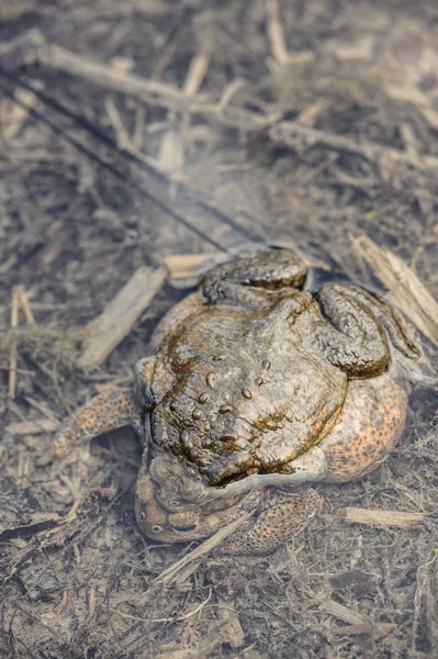 Mating toads camouflage — Stock Photo, Image