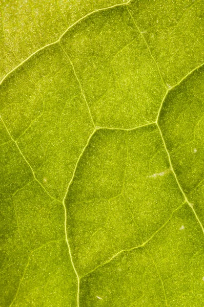 Veias foliares — Fotografia de Stock