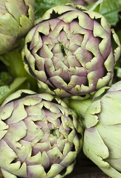 Alcachofra do globo, Cynara cardunculus — Fotografia de Stock