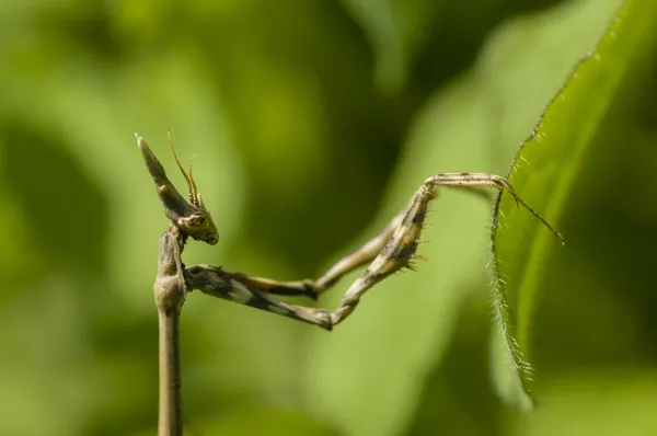 Conehead mantis, Empusa pennata — Stock Photo, Image