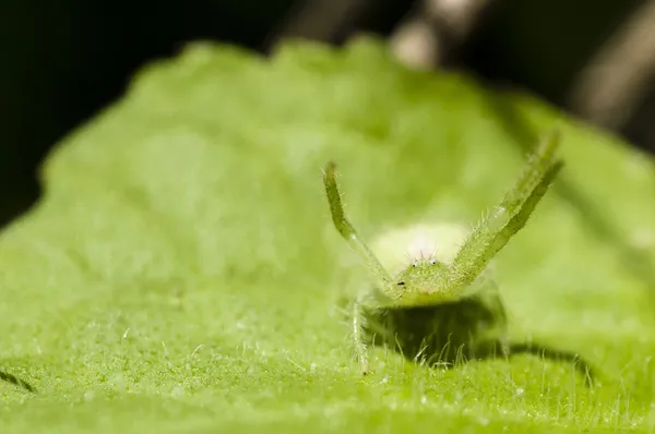 Grüne Spinne mit schwarzen Augen — Stockfoto