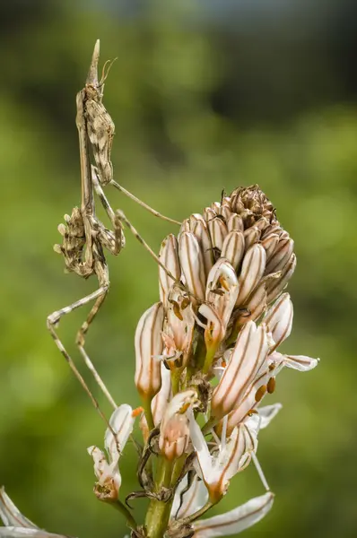 Modliszka stożkowa, Empusa pennata — Zdjęcie stockowe