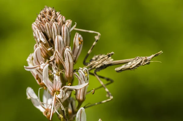 Conehead mantis, Empusa pennata —  Fotos de Stock