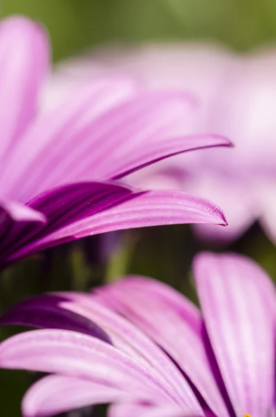 紫のデイジーの花 — ストック写真