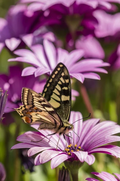 Swallowtail butterfly in a purple daisy field — Stock Photo, Image