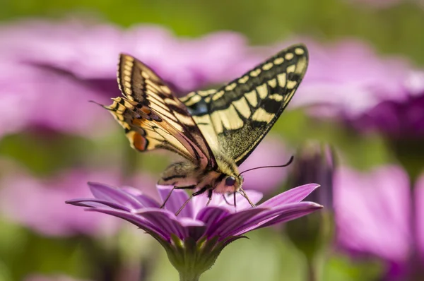 Mariposa cola de golondrina en un campo de margarita púrpura —  Fotos de Stock