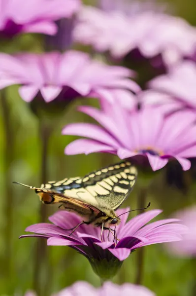 Borboleta de rabo de andorinha em um campo de margarida roxo — Fotografia de Stock