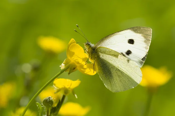 Grande borboleta branca em flor amarela — Fotografia de Stock