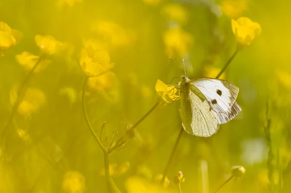 Μεγάλη Λευκή πεταλούδα σε κίτρινο λουλούδι — Φωτογραφία Αρχείου