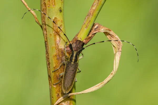 Common longhorn beetle — Stock Photo, Image