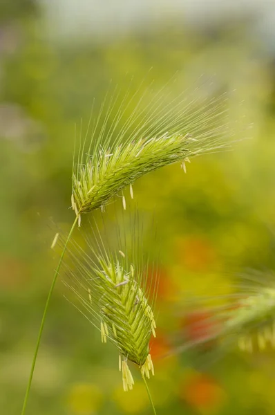 Green spikes — Stock Photo, Image