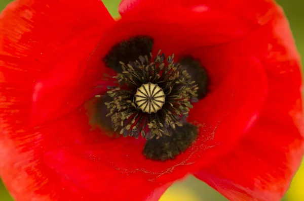Red poppy closeup — Stock Photo, Image