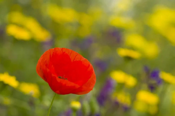 Amapolas rojas — Foto de Stock