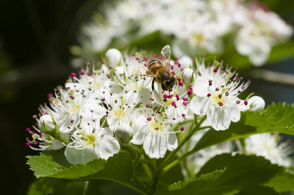 Bee on hawthorn flowers — Stock Photo, Image