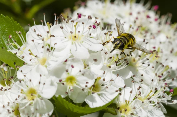 Volano su fiori di biancospino — Foto Stock