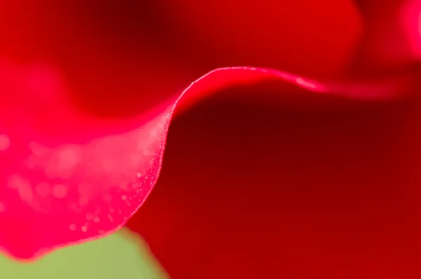 Pétales de rose rouge — Photo