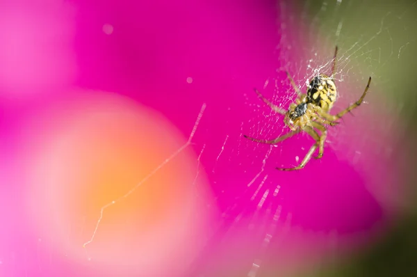 Araña entre flores —  Fotos de Stock