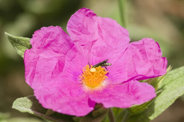 Rock-rose flower — Stock Photo, Image