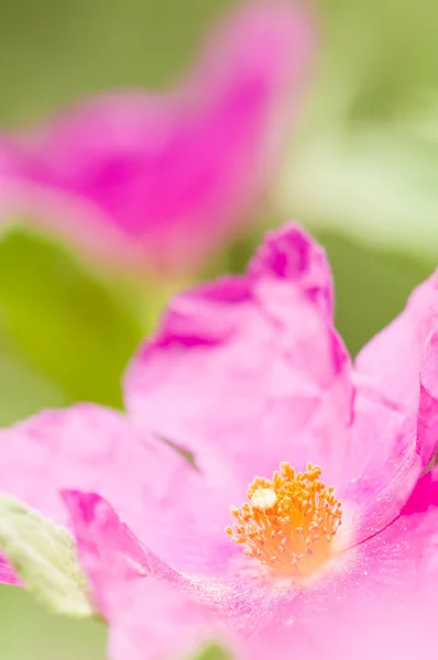 바위-장미 꽃 — 스톡 사진