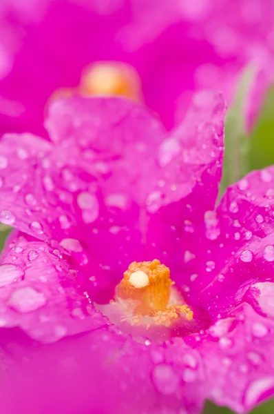 Flor de rosa de roca —  Fotos de Stock