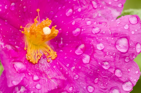 Rock rose квітку — стокове фото