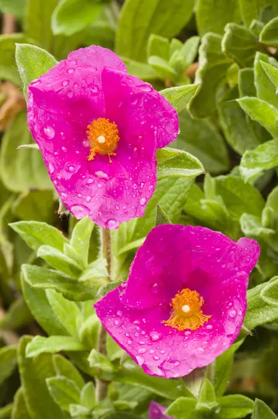 Rock-rose flower — Stock Photo, Image