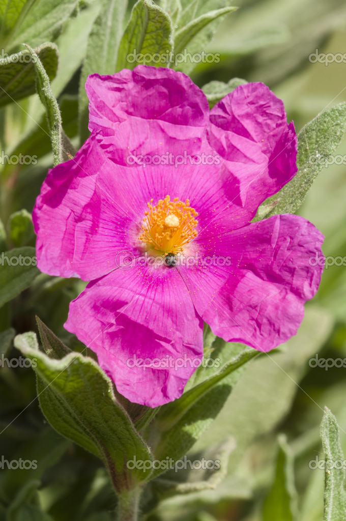 Rockrose flower — Stock Photo © alessandrozocc 24938445