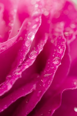 Pembe gül yağmur damlalarıyla