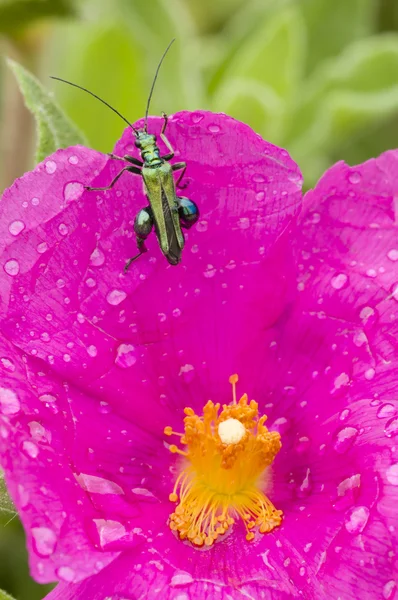 岩玫瑰花朵和绿色昆虫 — 图库照片