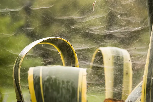 Spider webs — Stock Photo, Image