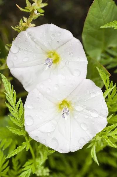 Morning glory flowers — Stock Photo, Image