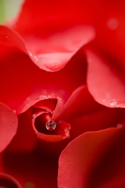 Ornamental rose — Stock Photo, Image