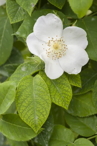 Rosa ornamental —  Fotos de Stock