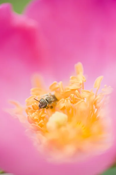 观赏玫瑰和昆虫 — 图库照片