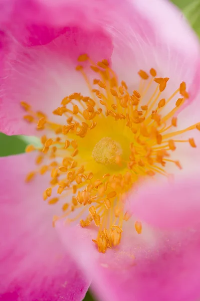 Ornamental rose — Stock Photo, Image