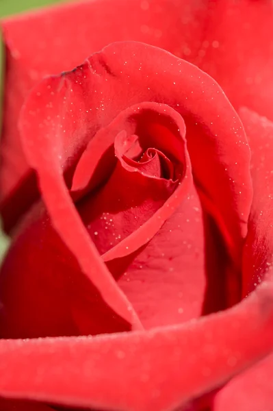 Ornamental rose — Stock Photo, Image