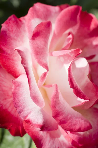 Ornamental rose — Stock Photo, Image