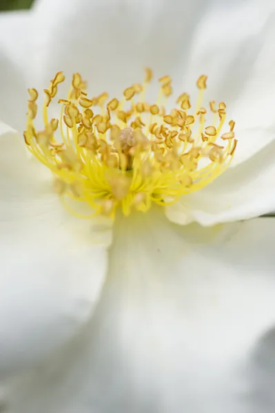 Ornamental rose — Stock Photo, Image