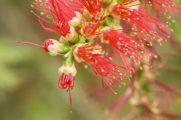 Rote Blütenstempel — Stockfoto